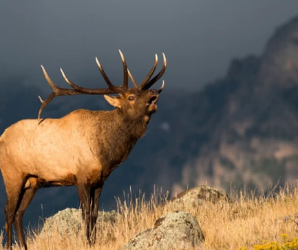 Tips for Hiking with Wildlife